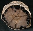 Petrified Wood Limb Section - Oregon #16906-1